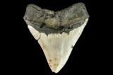 Fossil Megalodon Tooth - North Carolina #108981-2